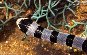 Yellow-Lipped Sea Krait/Photographed with a Canon 60 mm m... by Laurie Slawson 